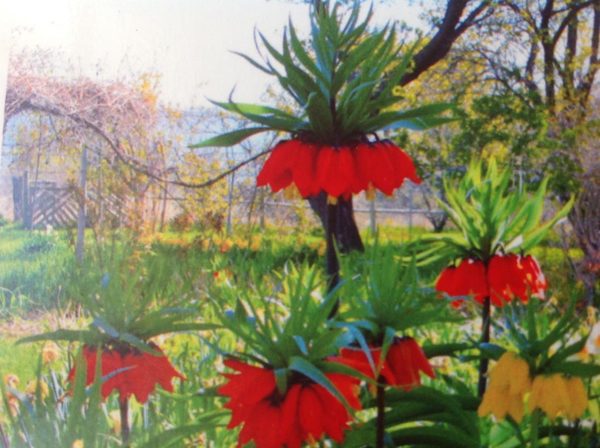 Old Pioneer Garden Country Inn Unionville Exteriör bild